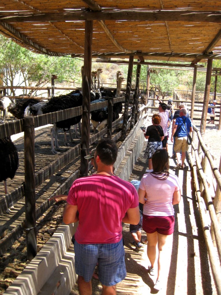 Cango Ostrich Farm