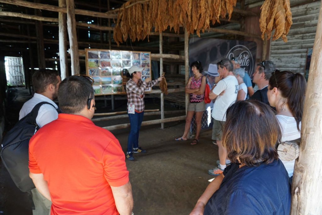 Tobacco Plantation Robaina, Tour, Pinar del Rio, Cuba