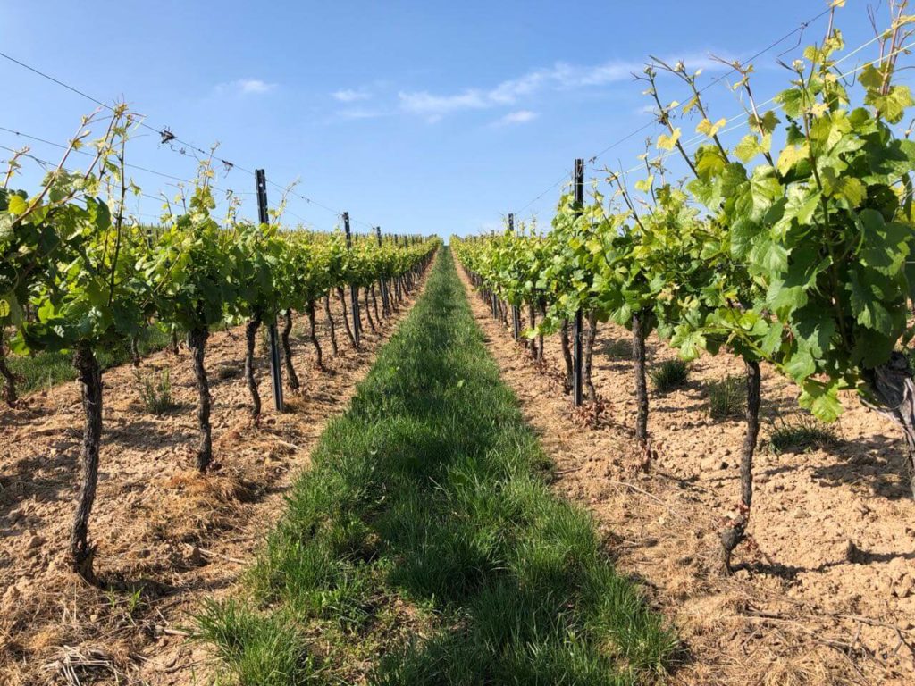 1. Weingut Rainer Gießen - Weinwanderung im Zellertal