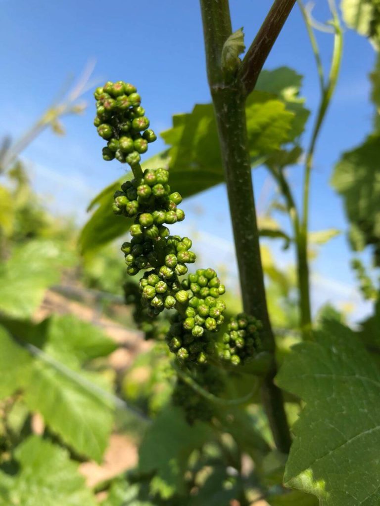 3. Weingut Rainer Gießen - Weinwanderung im Zellertal