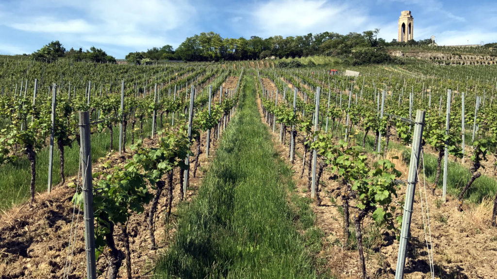 Ab durch die Weinberge