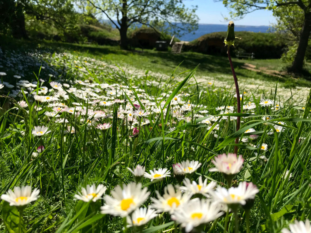 Natur pur auf Suomenlinna