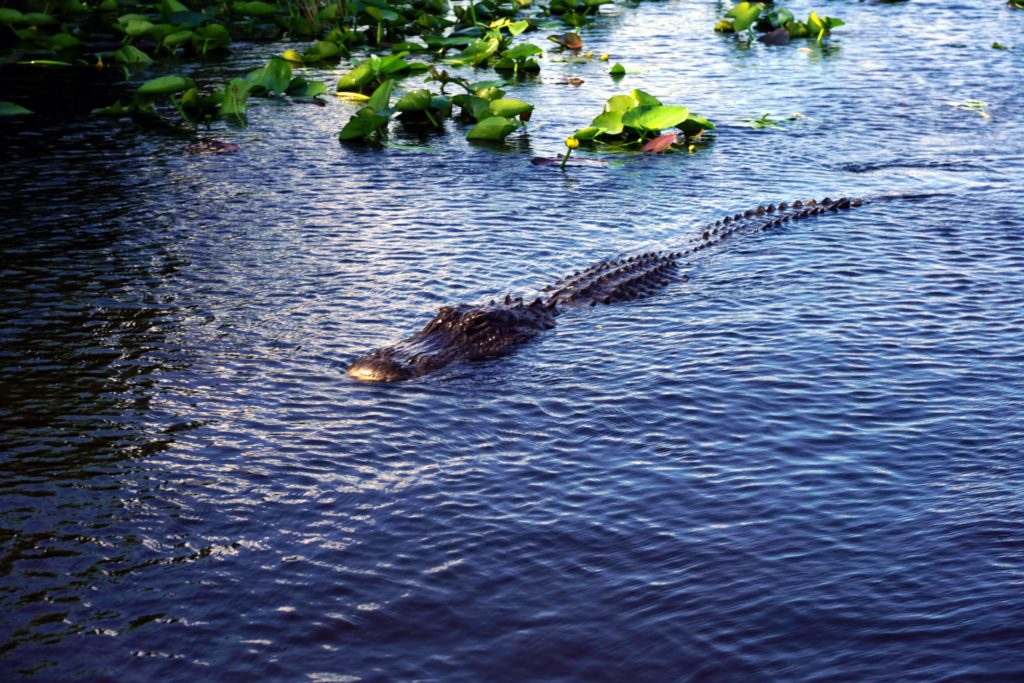 Florida Everglades Classic Tour