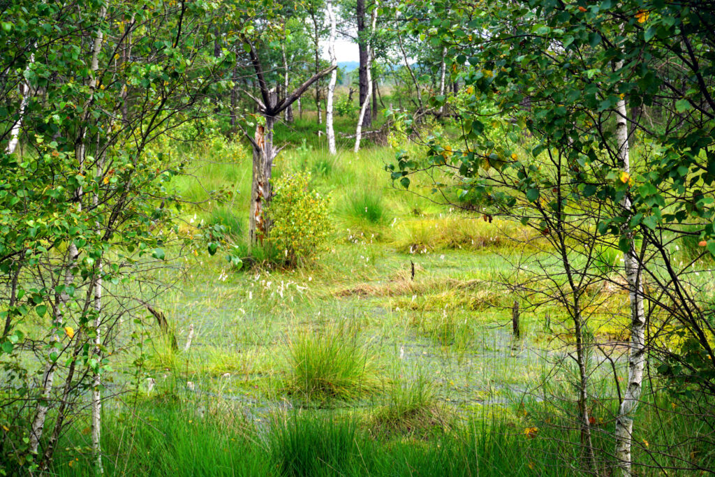 Lüneburger Heide - Niedersachsen