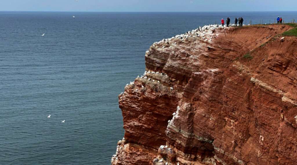 Für Naturliebhaber: Der Lummenfelsen auf Helgoland