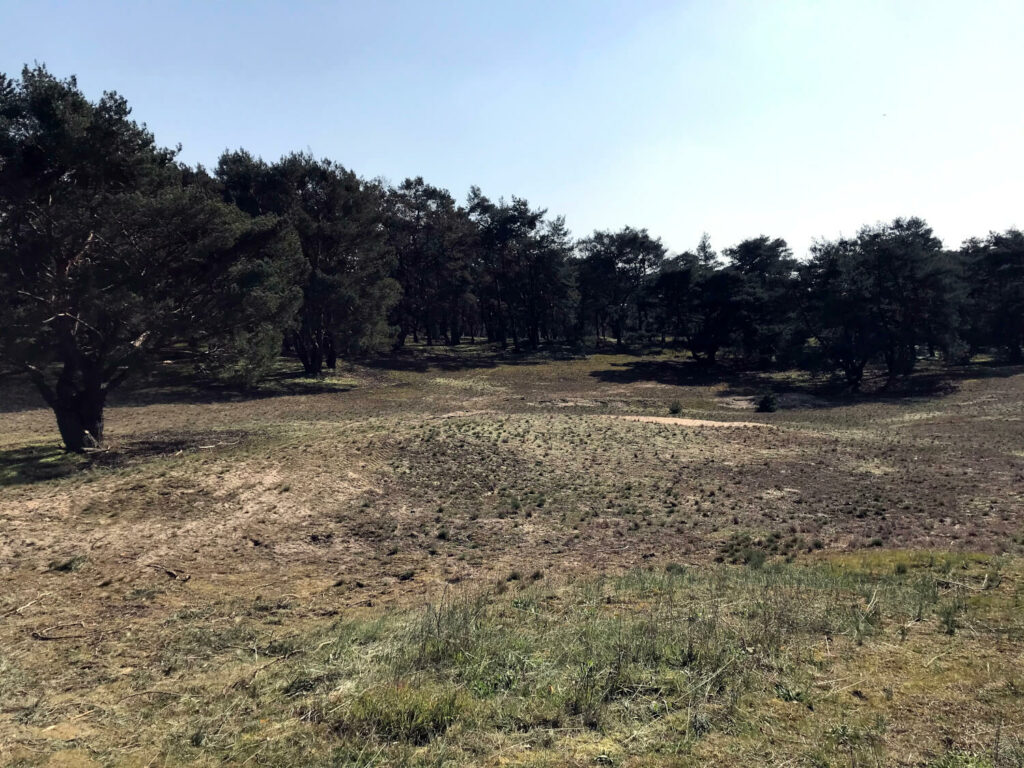 Schwanheimer Düne