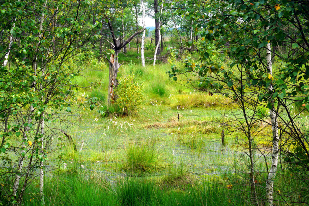 Lüneburger Heide - Niedersachsen