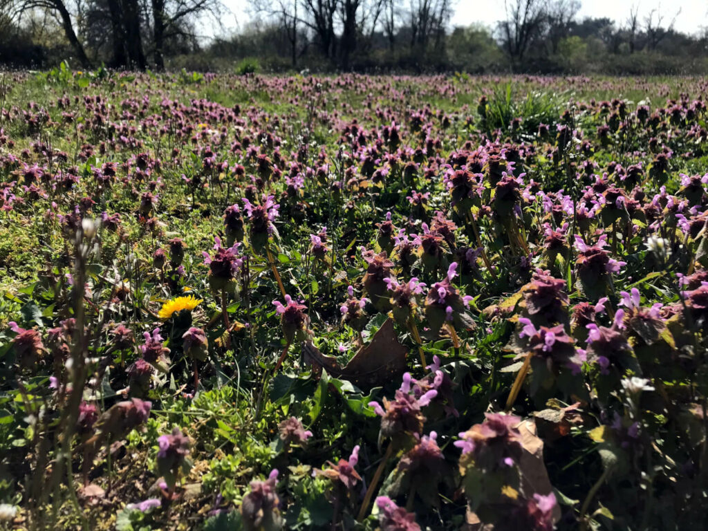 Schwanheimer Düne