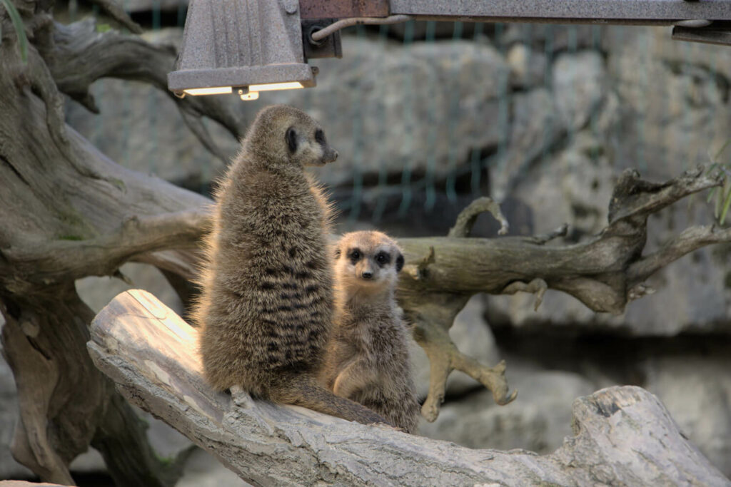 Opel-Zoo: Meerkat