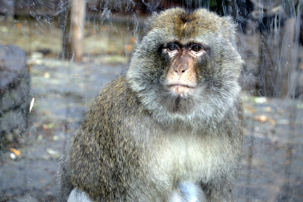 Opel-Zoo: Affen sind mindestens genauso faszinierend - diese Augen.