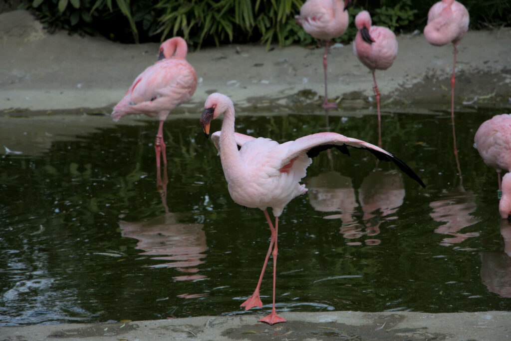 Opel-Zoo: Flamingos boten den gewissen Farbtupfer im November