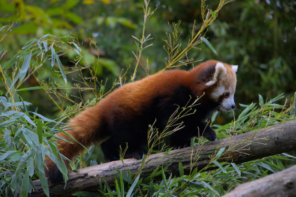 Opel-Zoo: Die Stars im Zoo sind zweifelslos die Roten Pandas